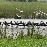 Ibis pretas