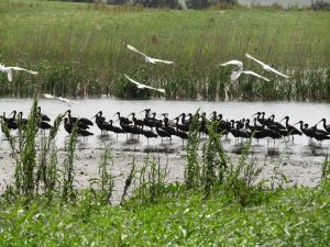 Ibis pretas
